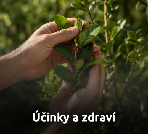 Co yerba maté obsahuje a jak působí